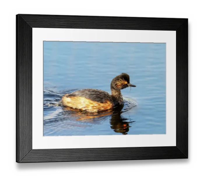 Framed Print : Black necked grebe (Podiceps nigricollis) swimming on lake at St Aidens Nature Reserve near Swillington. This area used to be an old open cast coal mine.Yorkshire, UK. June, 2023 Framed Print : Black necked grebe (Podiceps nigricollis) swimming on lake at St Aidens Nature Reserve near Swillington. This area used to be an old open cast coal mine.Yorkshire, UK. June, 2023