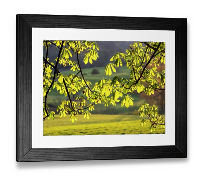 Framed Print : Horse chestnut (Aesculus hippocastanum) leaves backlit by the setting sun, Wray Castle near Ambleside, Lake District, Cumbria, UK. April Framed Print : Horse chestnut (Aesculus hippocastanum) leaves backlit by the setting sun, Wray Castle near Ambleside, Lake District, Cumbria, UK. April