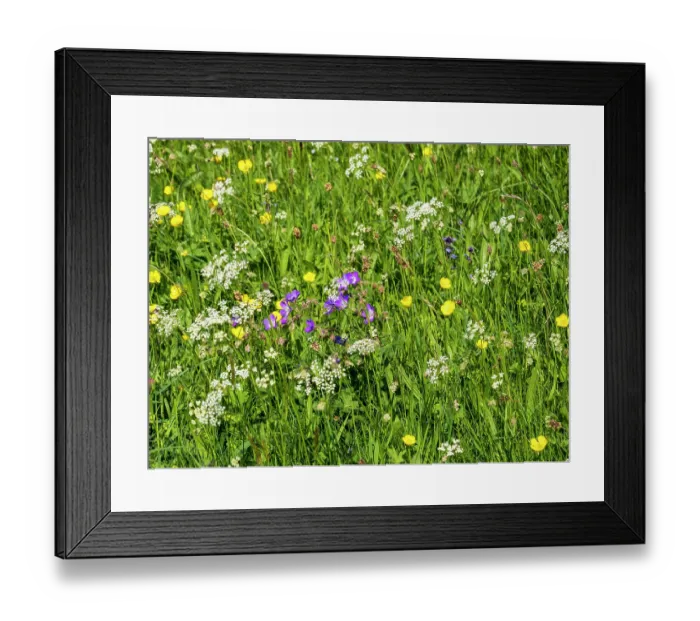 Framed Print : Meadow cranesbill (Geranium pratense) in flower in a traditional hay meadow, Muker, Swaledale, Yorkshire Dales, UK. May Framed Print : Meadow cranesbill (Geranium pratense) in flower in a traditional hay meadow, Muker, Swaledale, Yorkshire Dales, UK. May