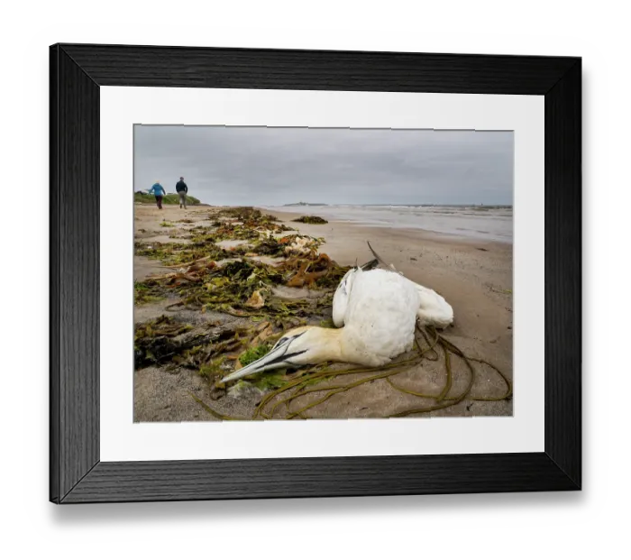 Framed Print : Dead Northern Gannet (Morus bassanus) washed up on the beach. Most likely killed by bird flu, which has devastated the gannet population around the UK. Amble, Northumberland, UK Framed Print : Dead Northern Gannet (Morus bassanus) washed up on the beach. Most likely killed by bird flu, which has devastated the gannet population around the UK. Amble, Northumberland, UK