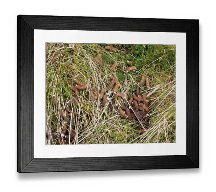 Framed Print : Red grouse (Lagopus lagopus scotica) droppings on moorland, Yorkshire Dales, UK. March Framed Print : Red grouse (Lagopus lagopus scotica) droppings on moorland, Yorkshire Dales, UK. March