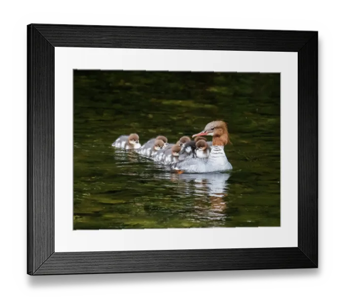 Framed Print : Goosander (Mergus merganser) female with a brood of ducklings riding on her back, River Brathay, Ambleside, Lake District, Cumbria, UK. June Framed Print : Goosander (Mergus merganser) female with a brood of ducklings riding on her back, River Brathay, Ambleside, Lake District, Cumbria, UK. June