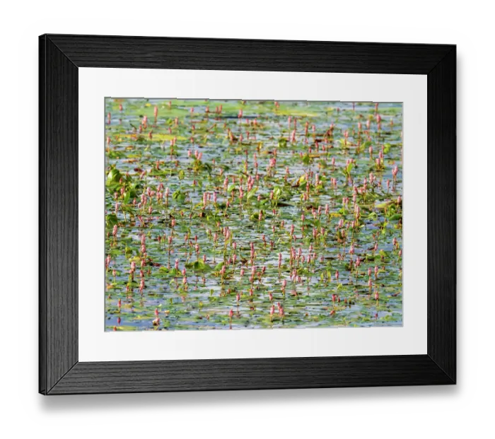 Framed Print : Water bistort (Persicaria amphibia) in flower on Lake Windermere, Ambleside, Lake District, Cumbria, UK. June Framed Print : Water bistort (Persicaria amphibia) in flower on Lake Windermere, Ambleside, Lake District, Cumbria, UK. June