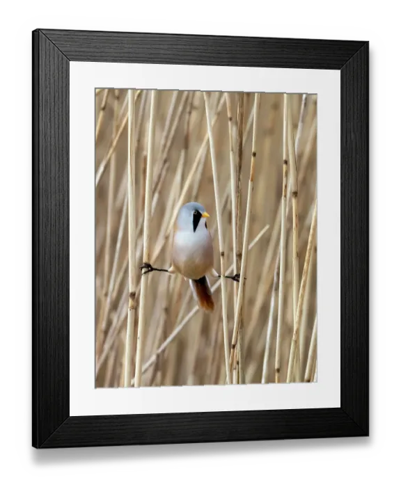 Framed Print : Bearded reedling (Panurus biarmicus) male, straddled between reeds in reedbed, Leighton moss, Silverdale, Lancashire, UK. November Framed Print : Bearded reedling (Panurus biarmicus) male, straddled between reeds in reedbed, Leighton moss, Silverdale, Lancashire, UK. November