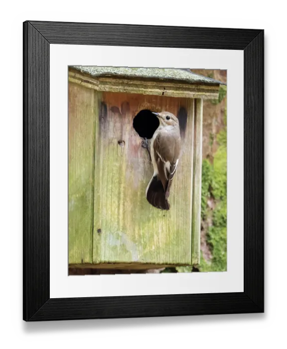 Framed Print : Pied flycatcher (Ficedula hypoleuca) female, perched at entrance to nestbox, Rydl, near Ambleside, Lake District, Cumbria, UK. April Framed Print : Pied flycatcher (Ficedula hypoleuca) female, perched at entrance to nestbox, Rydl, near Ambleside, Lake District, Cumbria, UK. April