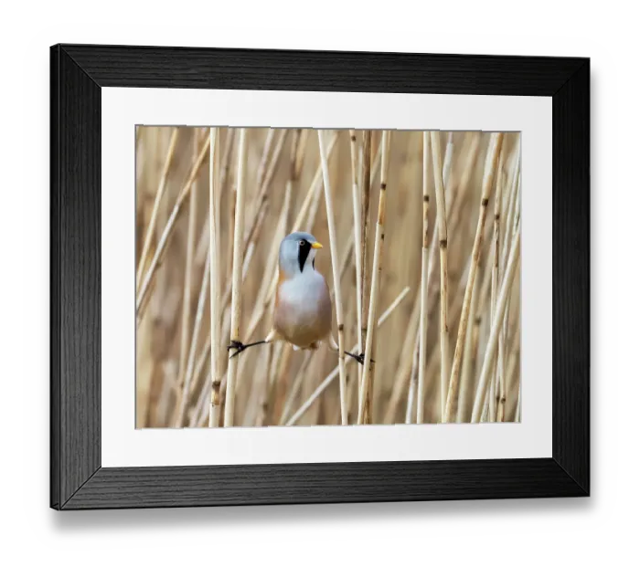 Framed Print : Bearded reedling (Panurus biarmicus) male, straddled between reeds in reedbed, Leighton moss, Silverdale, Lancashire, UK. November Framed Print : Bearded reedling (Panurus biarmicus) male, straddled between reeds in reedbed, Leighton moss, Silverdale, Lancashire, UK. November