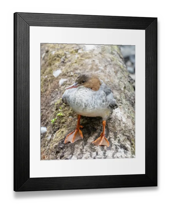Framed Print : Goosander (Mergus merganser) female, standing on a tree trunk in the River Rothay, Ambleside, Lake District, Cumbria, UK. June Framed Print : Goosander (Mergus merganser) female, standing on a tree trunk in the River Rothay, Ambleside, Lake District, Cumbria, UK. June