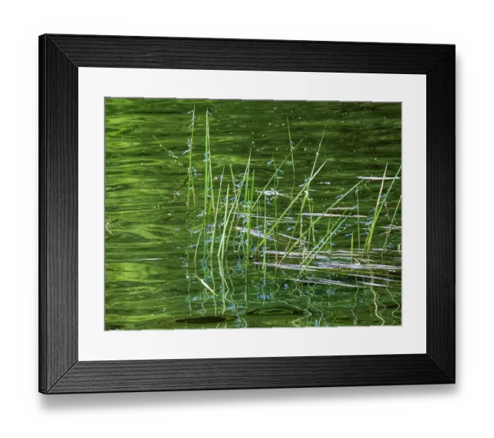 Framed Print : Common blue damselflies (Enallagma cyathigerum) emerging at edge of lake, Swithland Reservoir, Leicestershire, UK. June Framed Print : Common blue damselflies (Enallagma cyathigerum) emerging at edge of lake, Swithland Reservoir, Leicestershire, UK. June