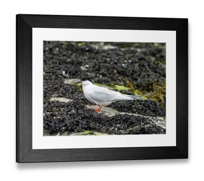 Framed Print : Roseate tern (Sterna dougallii) standing on rocks, Coquet Island, near Amble, Northumberland, UK. May Framed Print : Roseate tern (Sterna dougallii) standing on rocks, Coquet Island, near Amble, Northumberland, UK. May