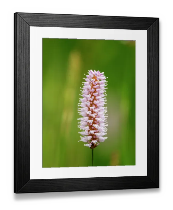 Framed Print : Water bistort (Persicaria amphibia) in flower, Ambleside, Lake District, Cumbria, UK. May Framed Print : Water bistort (Persicaria amphibia) in flower, Ambleside, Lake District, Cumbria, UK. May