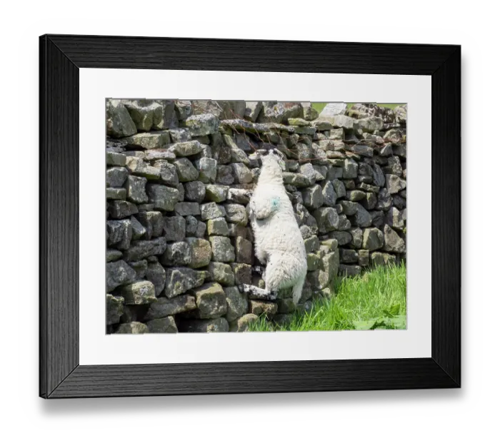 Framed Print : Dead lamb hanging from a fence after getting its horn trapped, Muker, Swaledale, Yorkshire Dales, UK. May Framed Print : Dead lamb hanging from a fence after getting its horn trapped, Muker, Swaledale, Yorkshire Dales, UK. May