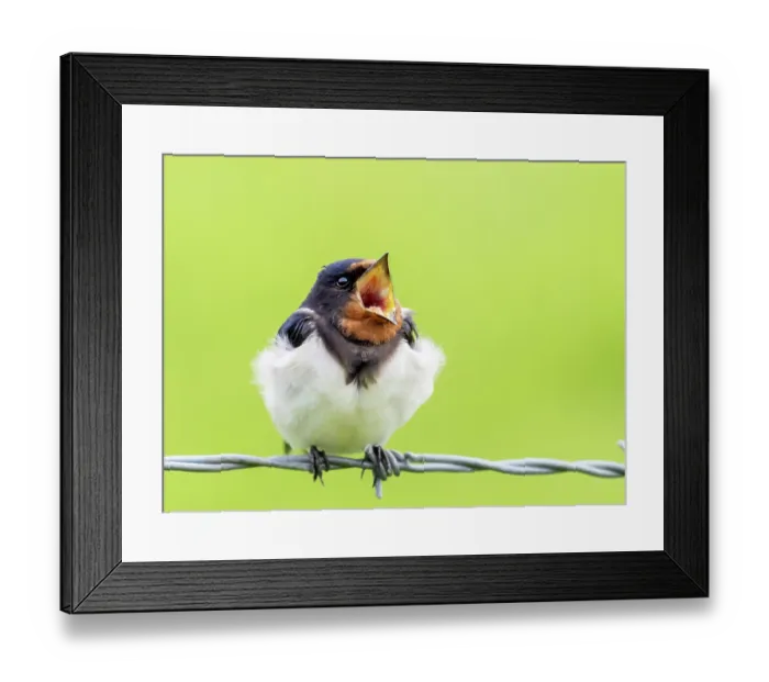 Framed Print : Barn swallow (Hirundo rustica) perched on wire, yawning, Druridge Nature Reserve, Northumberland, UK. May