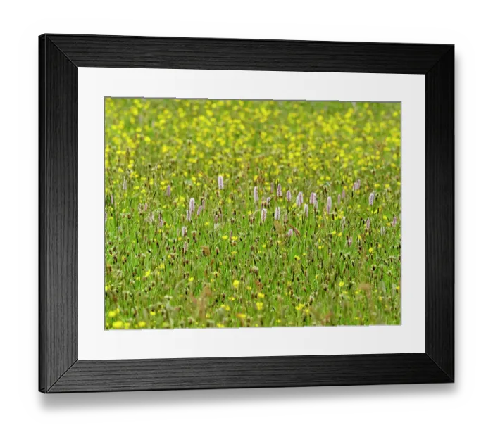 Framed Print : Water bistort (Persicaria amphibia) and Buttercups (Ranunculus sp.) flowering in a hay meadow, Ambleside, Lake District, Cumbria, UK. May Framed Print : Water bistort (Persicaria amphibia) and Buttercups (Ranunculus sp.) flowering in a hay meadow, Ambleside, Lake District, Cumbria, UK. May