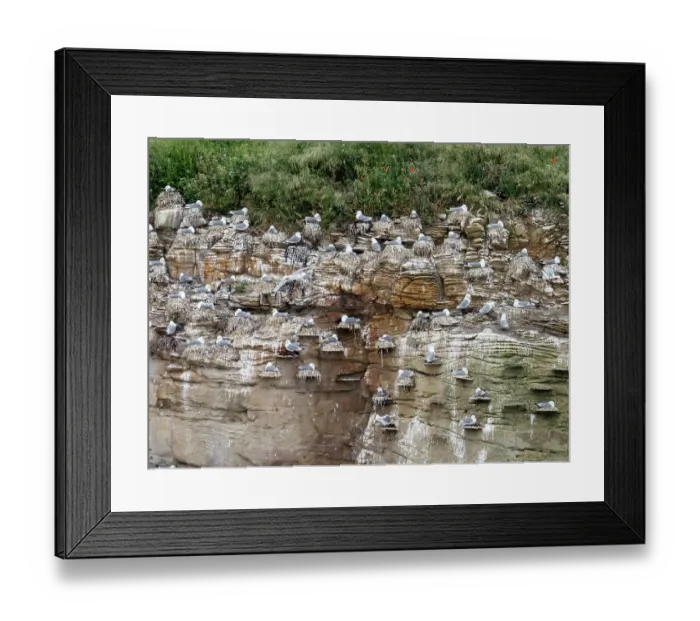 Framed Print : Black legged kittiwake (Rissa tridactyla) colony using artificial nesting platforms attached to the sea cliff, Coquet Island near Amble, Northumberland, UK. May Framed Print : Black legged kittiwake (Rissa tridactyla) colony using artificial nesting platforms attached to the sea cliff, Coquet Island near Amble, Northumberland, UK. May