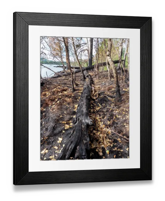 Framed Print : Charred trees in woodland at the head of Lake Windermere, burned by fire that was lit in drought conditions during the summer, Lake District, Cumbria, UK. June, 2023 Framed Print : Charred trees in woodland at the head of Lake Windermere, burned by fire that was lit in drought conditions during the summer, Lake District, Cumbria, UK. June, 2023