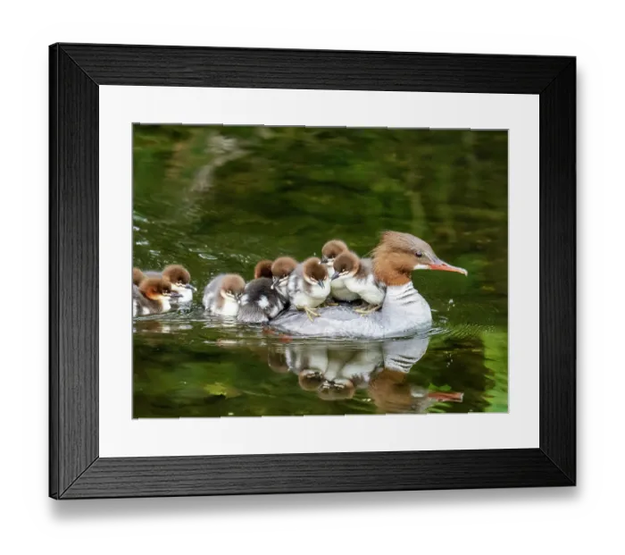Framed Print : Goosander (Mergus merganser) female with a brood of ducklings riding on her back, River Brathay, Ambleside, Lake District, Cumbria, UK. June Framed Print : Goosander (Mergus merganser) female with a brood of ducklings riding on her back, River Brathay, Ambleside, Lake District, Cumbria, UK. June
