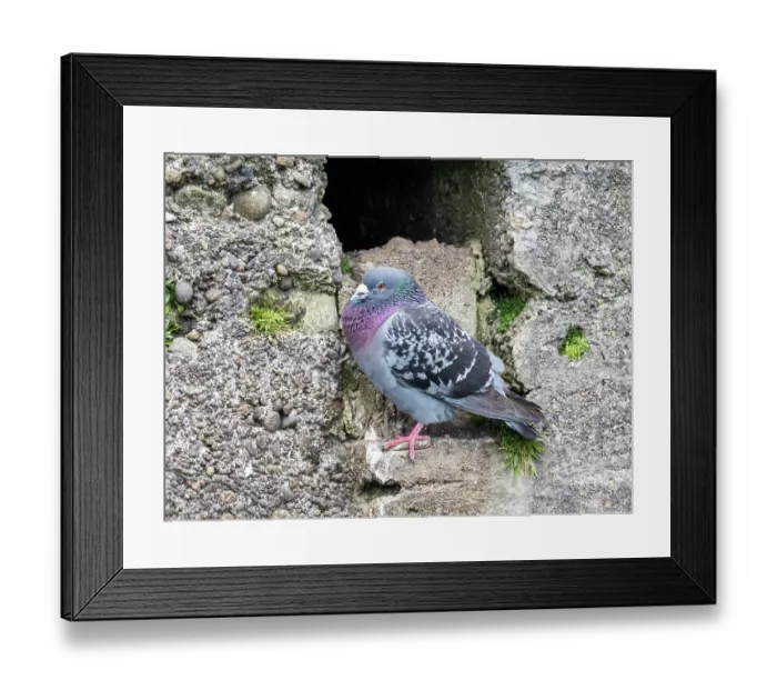 Framed Print : Feral pigeon (Columba Livia) perched on stone wall, Amble, Northumberland, UK. May Framed Print : Feral pigeon (Columba Livia) perched on stone wall, Amble, Northumberland, UK. May