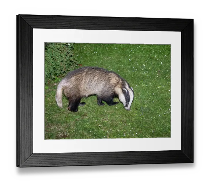 Framed Print : Badger (Meles meles) foraging on a garden lawn, Ambleside, Lake District, Cumbria, UK. May Framed Print : Badger (Meles meles) foraging on a garden lawn, Ambleside, Lake District, Cumbria, UK. May