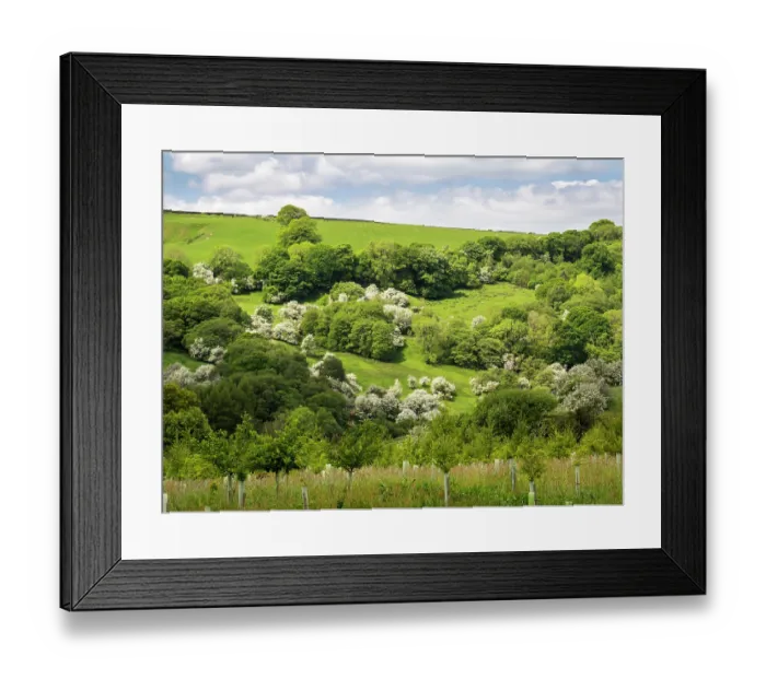 Framed Print : Hawthorn trees (Crataegus sp.) in blossom on hillside, Bowland, North Yorkshire, UK. May Framed Print : Hawthorn trees (Crataegus sp.) in blossom on hillside, Bowland, North Yorkshire, UK. May