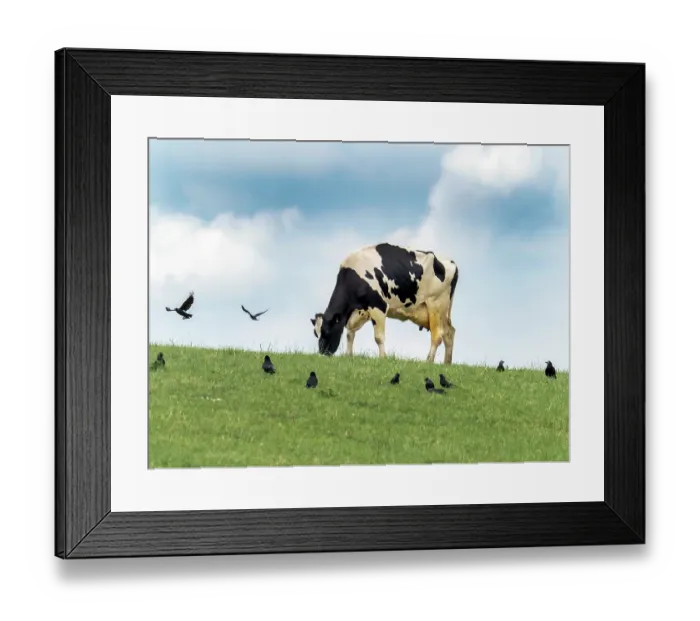 Framed Print : Friesian cow grazing in field surrounded by Rooks (Corvus frugilegus) and Jackdaws (Corvus monedula), near Quorn, Leicestershire, UK. June Framed Print : Friesian cow grazing in field surrounded by Rooks (Corvus frugilegus) and Jackdaws (Corvus monedula), near Quorn, Leicestershire, UK. June