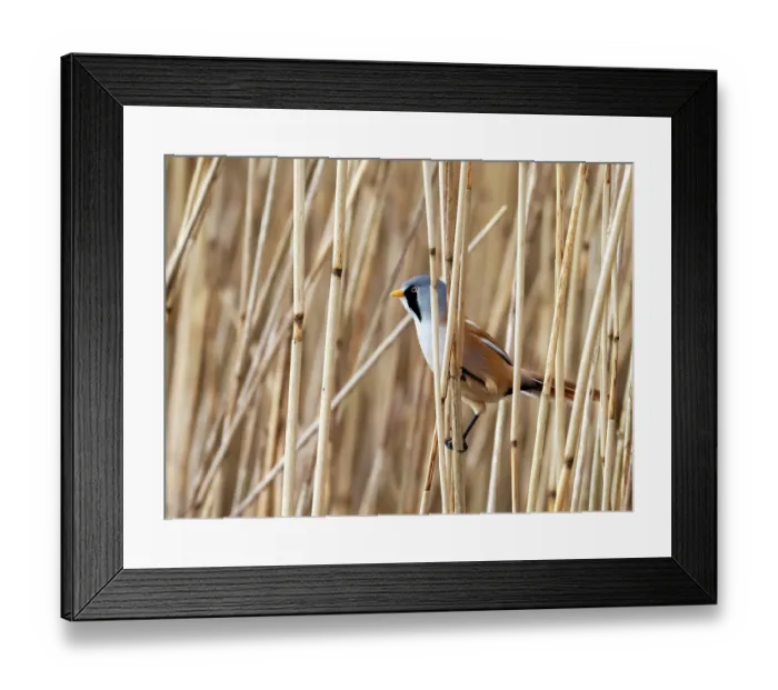 Framed Print : Bearded reedling (Panurus biarmicus) male, perched among reeds in reedbed, Leighton moss, Silverdale, Lancashire, UK. November Framed Print : Bearded reedling (Panurus biarmicus) male, perched among reeds in reedbed, Leighton moss, Silverdale, Lancashire, UK. November