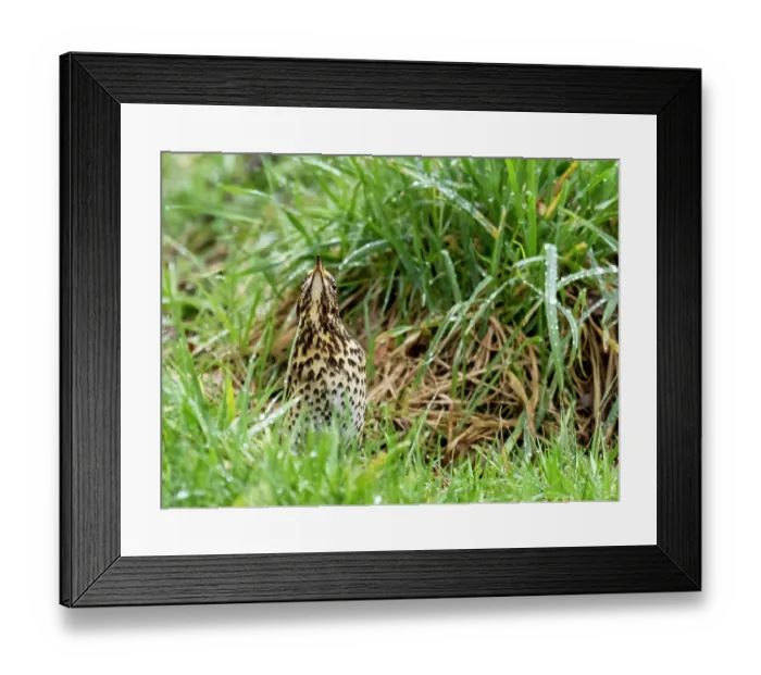 Framed Print : Song thrush (Turdus philomelos) standing among dew-covered grass, looking up, Ambleside, Lake District, Cumbria, UK. March Framed Print : Song thrush (Turdus philomelos) standing among dew-covered grass, looking up, Ambleside, Lake District, Cumbria, UK. March