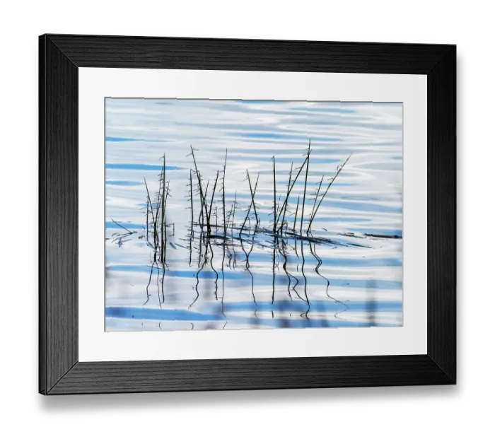 Framed Print : Common blue damselflies (Enallagma cyathigerum) emerging at edge of lake, Swithland Reservoir, Leicestershire, UK. June Framed Print : Common blue damselflies (Enallagma cyathigerum) emerging at edge of lake, Swithland Reservoir, Leicestershire, UK. June