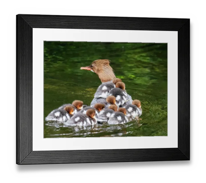 Framed Print : Goosander (Mergus merganser) female with a brood of ducklings riding on her back, River Brathay, Ambleside, Lake District, Cumbria, UK. June Framed Print : Goosander (Mergus merganser) female with a brood of ducklings riding on her back, River Brathay, Ambleside, Lake District, Cumbria, UK. June