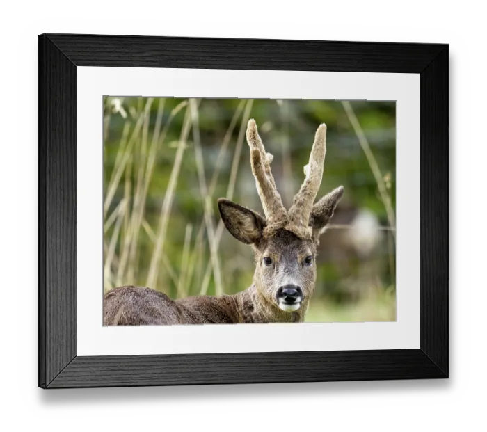 Framed Print : Roe deer (Capreolus capreolus) buck with antlers still in velvet, portrait, Ambleside, Lake District, Cumbria, UK. March Framed Print : Roe deer (Capreolus capreolus) buck with antlers still in velvet, portrait, Ambleside, Lake District, Cumbria, UK. March