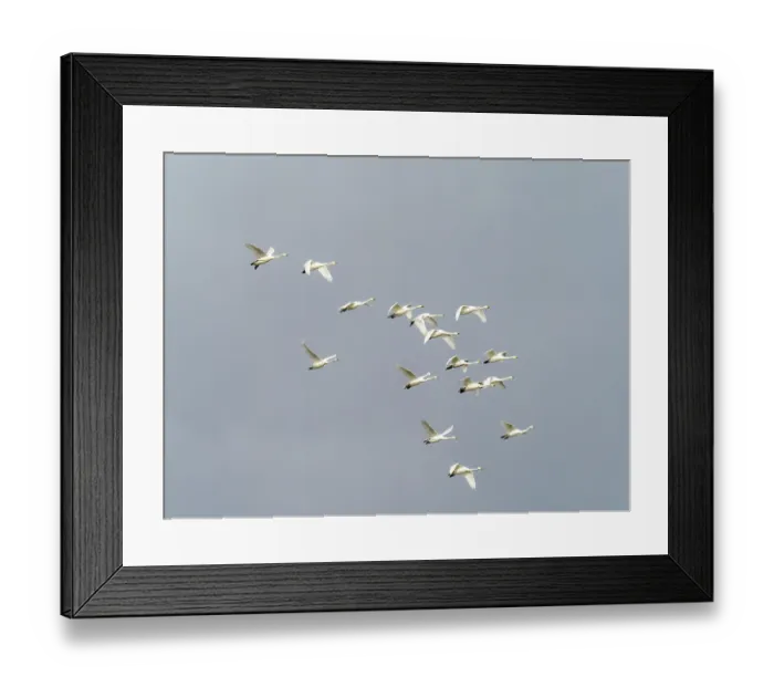 Framed Print : Whooper swan (Cygnus cygnus) flock in flight, migrating over Ambleside, Lake District, Cumbria, UK. March Framed Print : Whooper swan (Cygnus cygnus) flock in flight, migrating over Ambleside, Lake District, Cumbria, UK. March