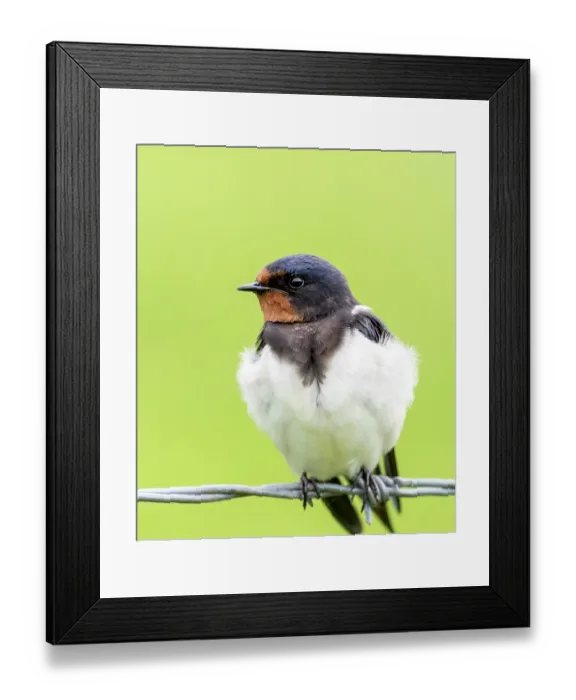 Framed Print : Barn swallow (Hirundo rustica) perched on wire, Druridge Nature Reserve, Northumberland, UK. May Framed Print : Barn swallow (Hirundo rustica) perched on wire, Druridge Nature Reserve, Northumberland, UK. May