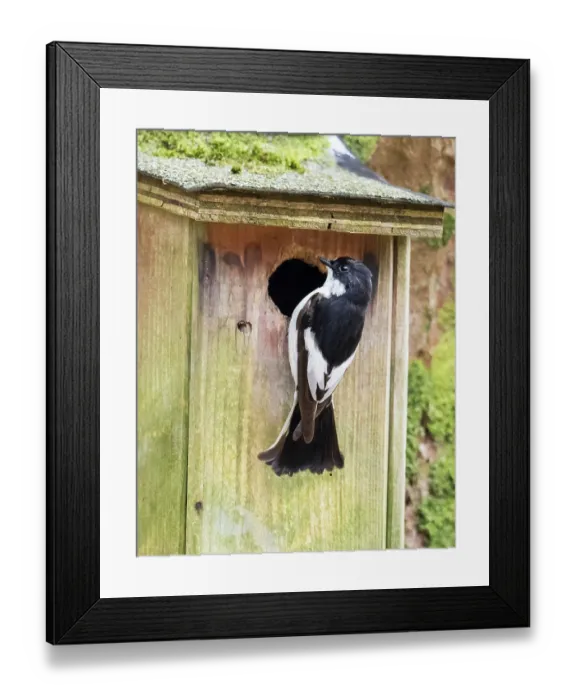 Framed Print : Pied flycatcher (Ficedula hypoleuca) male, perched at entrance to nestbox, Rydl, near Ambleside, Lake District, Cumbria, UK. April Framed Print : Pied flycatcher (Ficedula hypoleuca) male, perched at entrance to nestbox, Rydl, near Ambleside, Lake District, Cumbria, UK. April