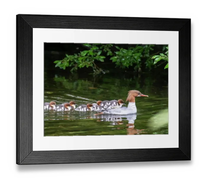 Framed Print : Goosander (Mergus merganser) female with a brood of ducklings riding on her back, River Brathay, Ambleside, Lake District, Cumbria, UK. June Framed Print : Goosander (Mergus merganser) female with a brood of ducklings riding on her back, River Brathay, Ambleside, Lake District, Cumbria, UK. June