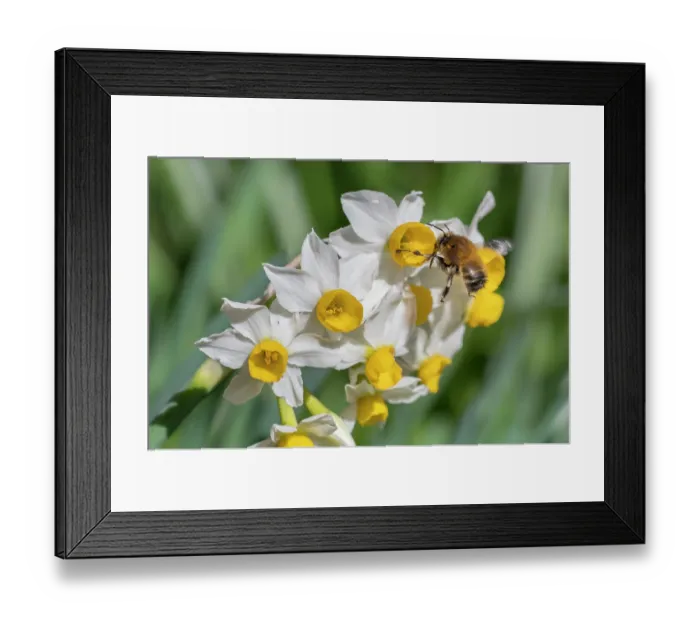 Framed Print : Hairy footed flower bee (Anthophora plumipes) nectaring on Dwarf narcissus (Narcissus canaliculatus), Monmouthshire Wales, UK. March