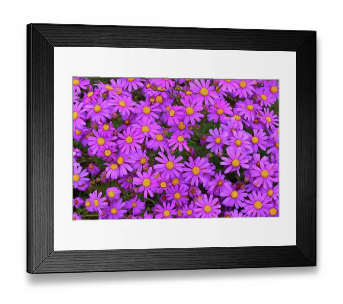 Framed Print : Redpurple tagwort (Senecio elegans) in flower, Amiets beach, Finistere, France. April Framed Print : Redpurple tagwort (Senecio elegans) in flower, Amiets beach, Finistere, France. April
