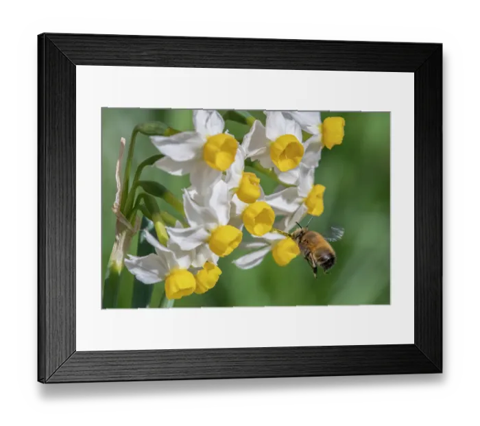 Framed Print : Hairy footed flower bee (Anthophora plumipes) in flight, approaching Dwarf narcissus (Narcissus canaliculatus) flowers, Monmouthshire Wales, UK. March Framed Print : Hairy footed flower bee (Anthophora plumipes) in flight, approaching Dwarf narcissus (Narcissus canaliculatus) flowers, Monmouthshire Wales, UK. March