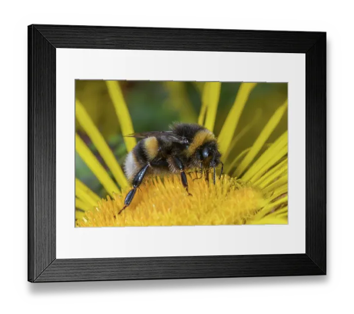 Framed Print : Buff-tailed bumblebee (Bombus terrestris) nectaring on flower, Monmouthshire, Wales, UK Framed Print : Buff-tailed bumblebee (Bombus terrestris) nectaring on flower, Monmouthshire, Wales, UK