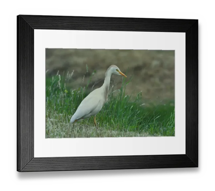 Framed Print : Western cattle egret (Bubulcus ibis) portrait, Breton Marsh, Vendee, France. May Framed Print : Western cattle egret (Bubulcus ibis) portrait, Breton Marsh, Vendee, France. May