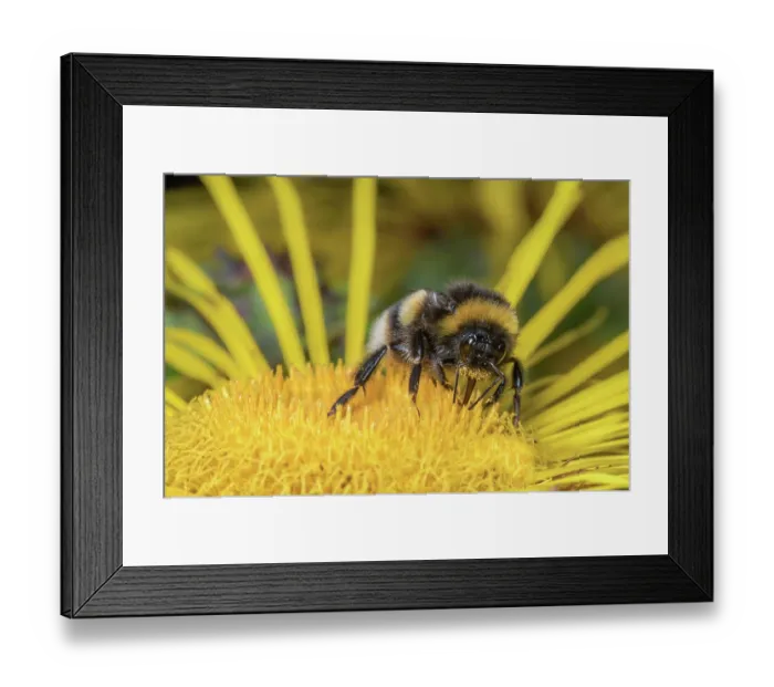Framed Print : Buff-tailed bumblebee (Bombus terrestris) nectaring on flower, Monmouthshire, Wales, UK Framed Print : Buff-tailed bumblebee (Bombus terrestris) nectaring on flower, Monmouthshire, Wales, UK