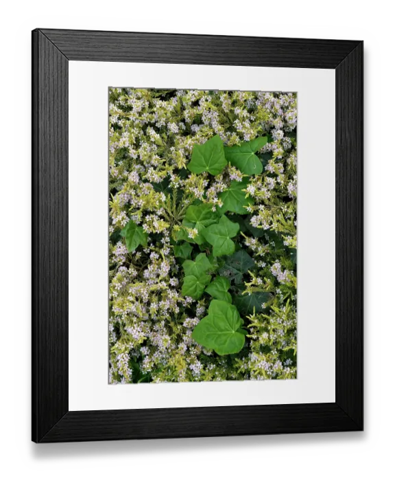 Framed Print : Diosma (Diosma hirsuta) in flower, Cotes d'Armor, Brittany, France. April Framed Print : Diosma (Diosma hirsuta) in flower, Cotes d'Armor, Brittany, France. April