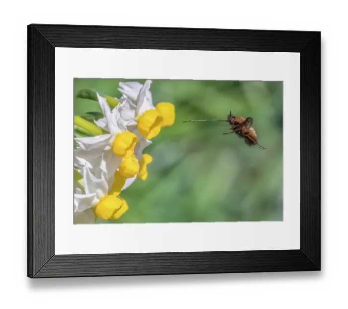 Framed Print : Bee fly (Bombylius major) in flight, approaching Dwarf narcissus (Narcissus canaliculatus) flowers, Monmouthshire Wales, UK. March. Cropped Framed Print : Bee fly (Bombylius major) in flight, approaching Dwarf narcissus (Narcissus canaliculatus) flowers, Monmouthshire Wales, UK. March. Cropped