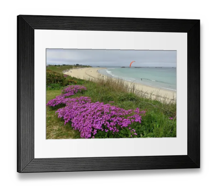 Framed Print : Redpurple tagwort (Senecio elegans) in flower on coast with beach and windsurfer in background, Amiets beach, Finistere, France. April