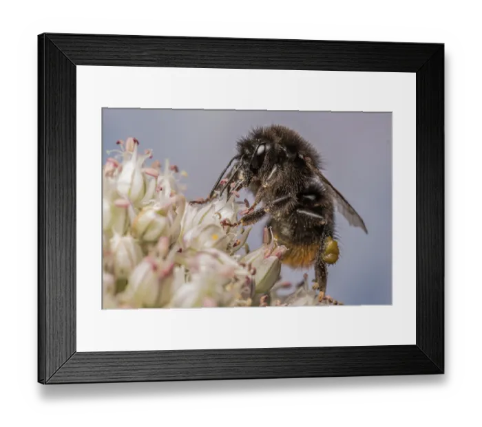 Framed Print : Red-tailed bumblebee (Bombus lapidarius) nectaring on flower (Allium sp.), Monmouthshire, Wales UK. July. Cropped Framed Print : Red-tailed bumblebee (Bombus lapidarius) nectaring on flower (Allium sp.), Monmouthshire, Wales UK. July. Cropped