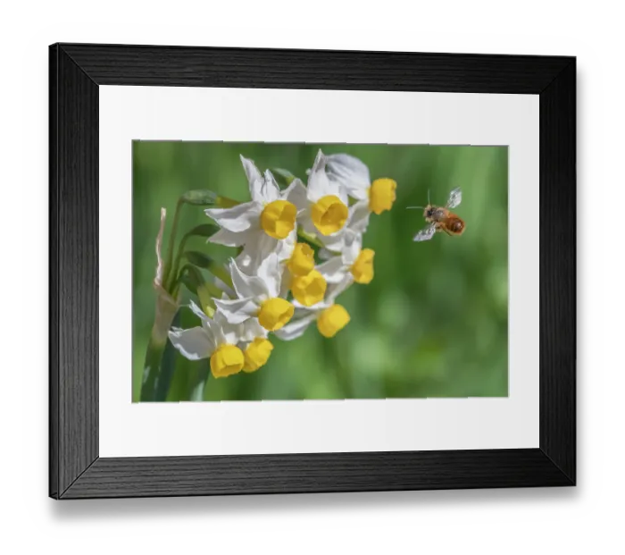 Framed Print : Red mason bee (Osmia bicornis) in flight, approaching Dwarf narcissus (Narcissus canaliculatus) flowers, Monmouthshire Wales, UK. March Framed Print : Red mason bee (Osmia bicornis) in flight, approaching Dwarf narcissus (Narcissus canaliculatus) flowers, Monmouthshire Wales, UK. March