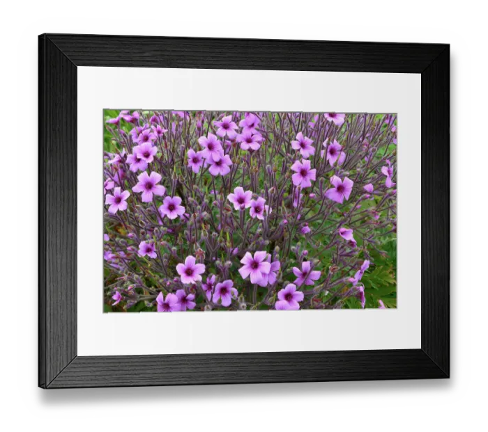 Framed Print : Madeira cranesbill (Geranium maderense) in flower, Batz Island, Finistere, Brittany, France. May. Critically endangered Framed Print : Madeira cranesbill (Geranium maderense) in flower, Batz Island, Finistere, Brittany, France. May. Critically endangered