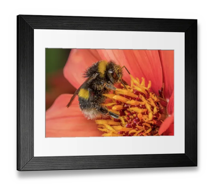Framed Print : Buff-tailed bumblebee (Bombus terrestris) nectaring on flower (Dahlia sp.), Monmouthshire, Wales, UK Framed Print : Buff-tailed bumblebee (Bombus terrestris) nectaring on flower (Dahlia sp.), Monmouthshire, Wales, UK