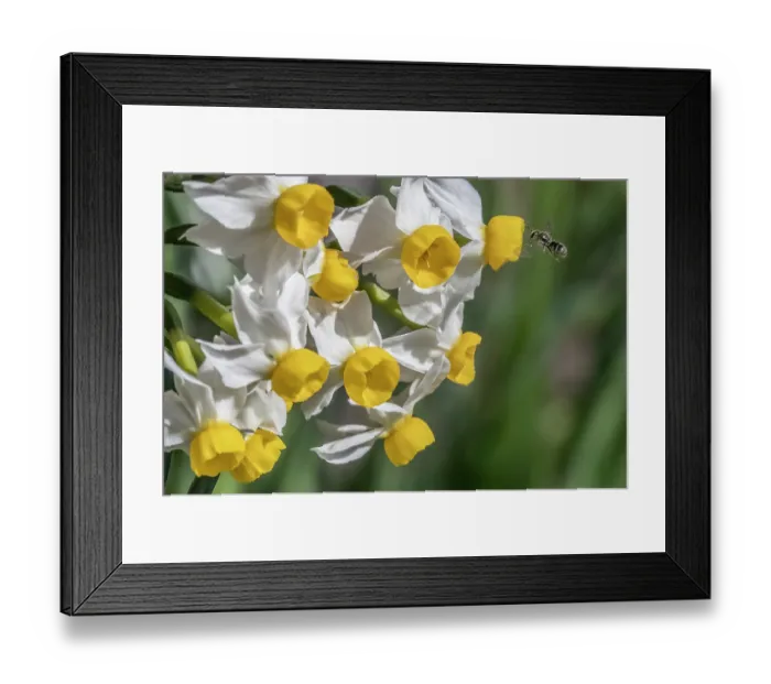 Framed Print : Smeathman's furrow bee (Lasioglossum smeathmanellum) in flight, approaching Dwarf narcissus (Narcissus canaliculatus) flowers, Monmouthshire, Wales, UK. March Framed Print : Smeathman's furrow bee (Lasioglossum smeathmanellum) in flight, approaching Dwarf narcissus (Narcissus canaliculatus) flowers, Monmouthshire, Wales, UK. March