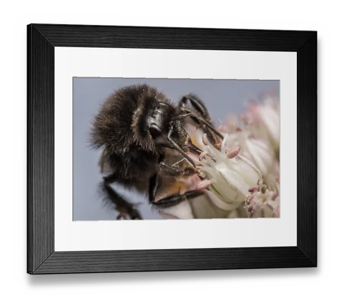 Framed Print : Red-tailed bumblebee (Bombus lapidarius) nectaring on flower (Allium sp.), Monmouthshire, Wales UK. July. Cropped Framed Print : Red-tailed bumblebee (Bombus lapidarius) nectaring on flower (Allium sp.), Monmouthshire, Wales UK. July. Cropped