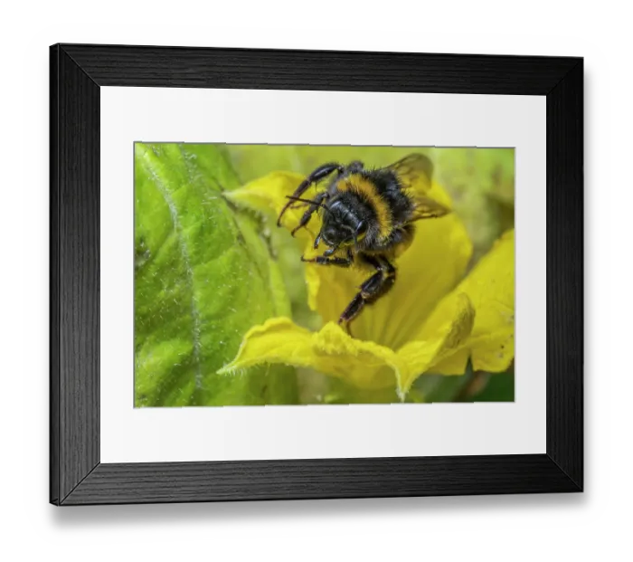 Framed Print : Buff-tailed bumblebee (Bombus terrestris) nectaring on Cucumber (Cucumis sativus) flower, Monmouthshire, Wales, UK Framed Print : Buff-tailed bumblebee (Bombus terrestris) nectaring on Cucumber (Cucumis sativus) flower, Monmouthshire, Wales, UK