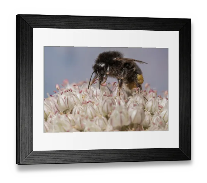 Framed Print : Red-tailed bumblebee (Bombus lapidarius) nectaring on flower (Allium sp.), Monmouthshire, Wales UK. July Framed Print : Red-tailed bumblebee (Bombus lapidarius) nectaring on flower (Allium sp.), Monmouthshire, Wales UK. July